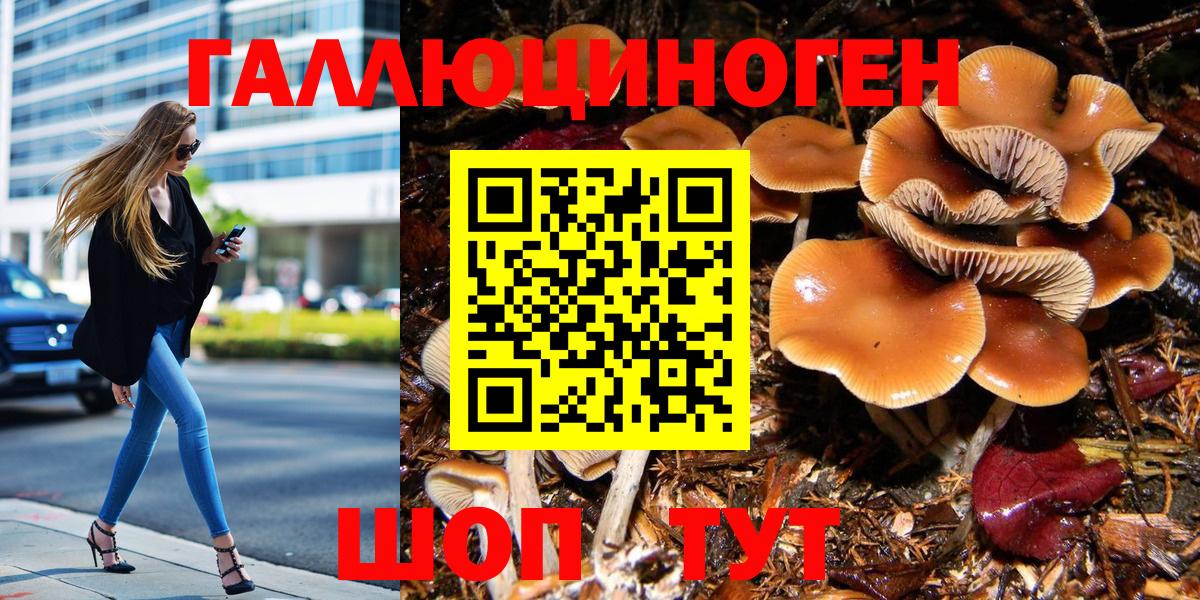 Галлюциногенные грибы Psilocybe  Вход с VPN  где найти   Новоалександровск 